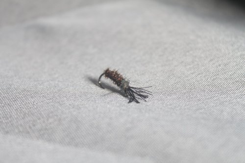 Husbyggande nattslända #14