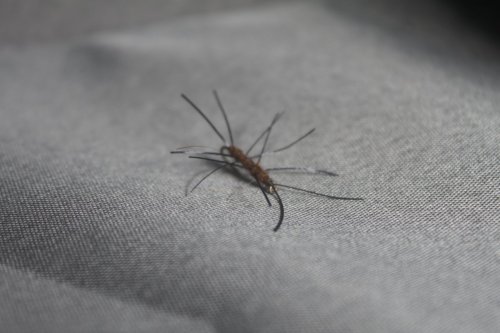 Pat's rubber legs #12